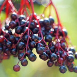 elderberry immune boosting