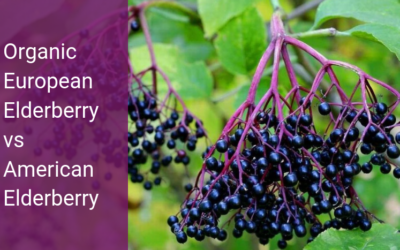 Organic European Elderberry vs American Elderberry — Key Questions To Ask Before You Buy