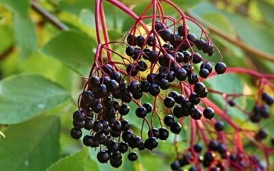 New Study Confirms Efficacy of Elderberry