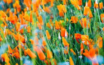 How To Use The California Poppy As A Natural Sedative and Pain Reliever